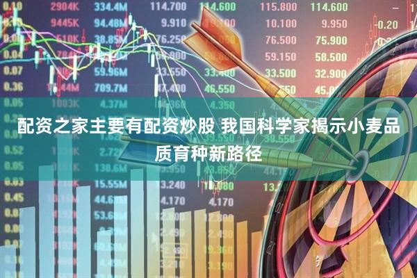 配资之家主要有配资炒股 我国科学家揭示小麦品质育种新路径